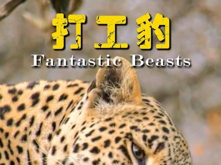 打工豹emo啦,豹炸了! #花豹 #打工豹 #动物世界 #动物解说 #一代人有一代人的动物世界