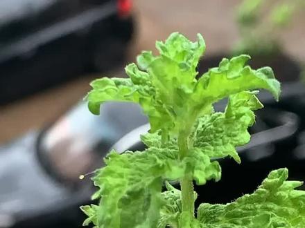 为何我看到皱叶薄荷上的虫卵开心的像个傻子?@抖音小助手 @塔莎的花园