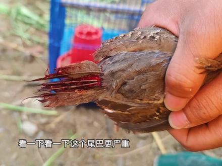 换毛期的鹧鸪竟然会自相残杀,咬的血淋淋的,给它剪羽丢院子里了