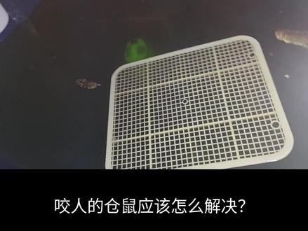 咬人的仓鼠应该怎么解决?#萌宠出道计划 #萌宠 #搞笑 #仓鼠 #鳄鱼