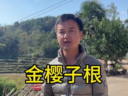 金樱子根如何泡酒?#我的乡村生活 #泡酒料#大自然的馈赠