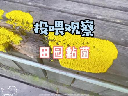 这东西不好吃……
#田园生活乐趣多 #神奇的大自然 #黏菌 #庄园老邢瞎弄的日常