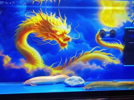 关于泥鳅/堕龙饲养小经验分享:
主要是喂食、简单治疗、鱼缸换水、水质和环境、鱼跳缸等一些经常出现的各种小问题简单描述介绍。视频有点小长喜欢的鱼友耐心看完。
备注:(博主只有这1个主号)认准我的头像颜色和网名。
#养鱼日记 #经验分享 #堕龙怎么养 #全网最大泥鳅