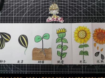 亲爱的小朋友们,你知道我们吃的瓜子是怎么来的吗?噢噢!原来我们吃的瓜子是从向日葵花中长出来的呀!让我们一起了解向日葵的生长过程,用折叠的方式展现出来吧!#马克笔儿童画 #一起学画画 #抖音小助手 #简笔画 #2022元旦绘画 #儿童创意绘画 #向日葵 #向日葵简笔画 #向日葵生长观察日记