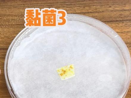 浅浅的期待一下谁才是最后的菌王吧#黏菌 #玩个很新的东西