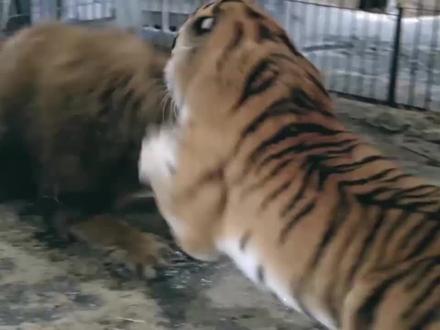 老虎vs狮子,雄狮被老虎按在地上吊打,下场太惨了!