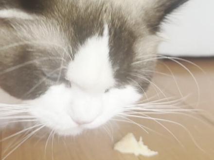 不是?? #猫咪吃播