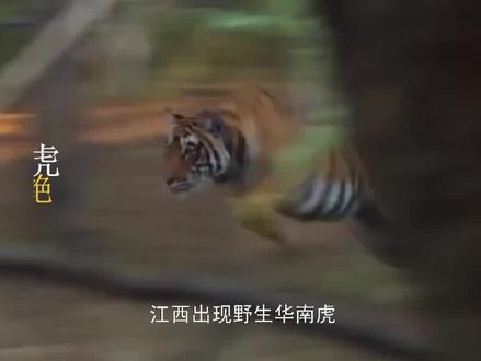 江西出现野生华南虎,此前被证实已经灭绝,野生华南虎还活着吗?