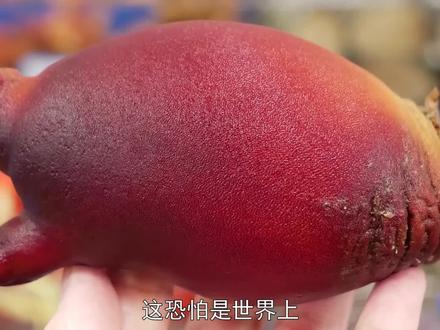 对自己最狠的生物,吃掉大脑变成植物,最后却被端上人类餐桌! #海洋生物 #动物科普 #美食 #海鞘