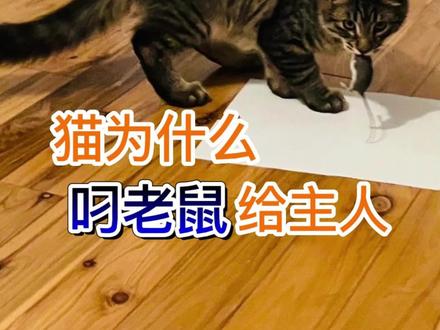 猫为什么叼老鼠给主人#萌宠出道计划 #记录猫咪日常 #宠物知识 #猫咪 #谁能拒绝傻憨憨的小猫咪 #科学养宠攻略