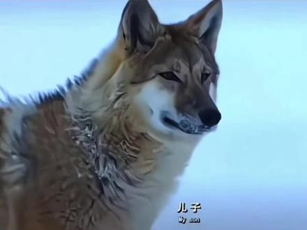 截至2026年1月,狼王格林的最新消息如下:
生存状态: 格林出生于2010年,截至2026年已16岁,属于狼的暮年阶段。2024年9月,探险者在若尔盖草原偶遇格林并投喂牛肉,证实其仍在原栖息地活动。2025年的记录显示,格林已出现毛发灰白、行动迟缓等衰老迹象,但仍具备基本生存能力 。
情感联系: 格林与“狼妈”李微漪的情感联系仍在延续。2025年,格林曾叼着一条红色丝巾(七年前李微漪为其唯一存活的孩子包扎伤口时使用的腰带),放在摄像头下后离开,以此表达对“妈妈”的思念与牵挂 。
李微漪每年都会去那个小木屋里待一段时间,格林每年都会发现,每天都会派狼给妈妈送肉,但是再也没有与妈妈相见,他已经成为狼王了,李微漪知道在寒冷最缺食物的冬天他们自己都不够吃,怕自己再呆下去狼群就很难度过这个冬天,于是就提前走了,他很爱妈妈,但是他再也没有与她相见,因为妈妈是人类,它已是狼王,要保护好它的狼群。李薇漪在给格林的孩子做的狼形墓碑下放了几颗大白兔奶糖,后来发现只剩下了包装纸。她知道那是格林吃的。因为格林从小在人类身边长大,他是一个会剥糖纸的狼。