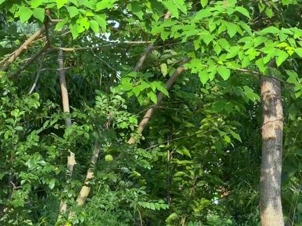 蒲草悠悠,舌尖上的水岸香。#乡村生活#乡村美食