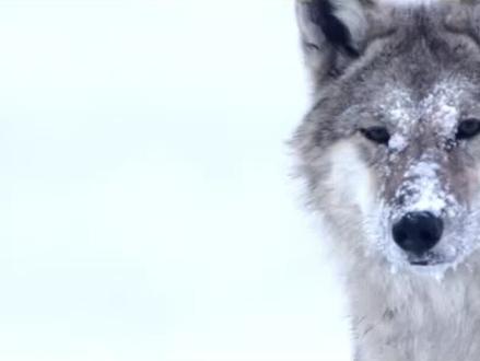 2010年4月,李微漪在若尔盖草原写生时,救下因盗猎者毒饵失去父母的5天大狼崽,取名“格林”,带回成都抚养。格林逐渐显现狼性(嗥叫、捕猎本能),都市环境既无法容纳其野性,也让它的生存充满危险。为给格林真正的自由与尊严,李微漪决定带它回归若尔盖草原,在朋友亦风的帮助下安营扎寨半年。她手把手教格林学习捕猎、规避天敌与极端天气等野外生存技能;一人一狼建立深厚羁绊——格林会在她生病时守夜、送猎物,分离时追车哀嚎。历经严寒、猛兽攻击、物资匮乏等生死考验,格林最终克服困难,被野生狼群接纳,重返自然。2013年,李微漪变卖家产重返草原寻找格林,目睹狼群生存的艰难与草原生态的脆弱,更深刻体会到野生动物保护的紧迫❗