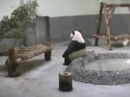 日本马上要没有大熊猫了,日议员:问台湾要不就有了吗?! #日本 #大熊猫 #旅日大熊猫 #离谱操作