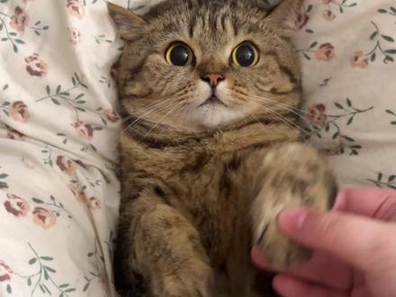 小猫咪的屁是小奶屁,小猫咪的足是小玉足~ #万物可爱计划