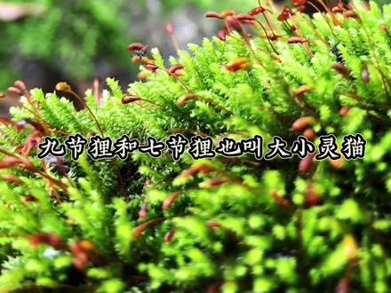 九节狸七节狸大灵猫科普#动物科普 #九节狸 #护农狩猎队