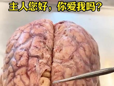 主人您好,我是您的大脑! #生命科学 #人体结构 #科普知识 #大脑