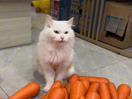 望子成龙的铲屎官已经崩溃了。。。#萝卜纸巾猫咪模仿挑战 #我和我的猫