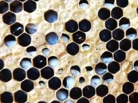 中蜂囊状幼虫病#蜜蜂 #蜜蜂养殖 #三农 #养殖蜜蜂 #养蜂技术分享 #养蜂 @抖音小助手