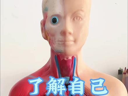 带你了解自己!#涨知识 #了解自己的身体 #五脏六腑