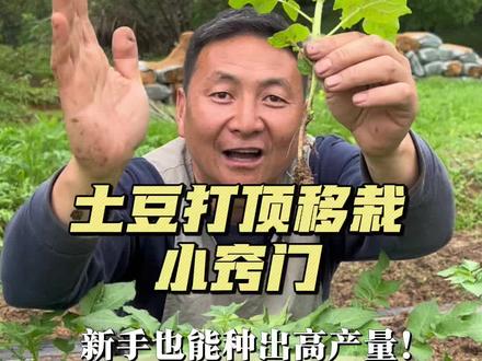 土豆打顶移栽小窍门 #三农#有机蔬菜#小菜园#种菜#家庭种植