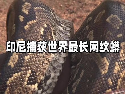 印尼捕获世界最长网纹蟒#印尼 #蟒蛇 #网纹蟒 #动物 #爬行动物 #生物 #蛇 #世界之最