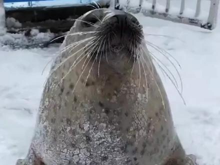 #内容启发搜索
为什么海豹喜欢拍打肚子