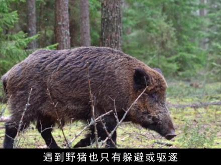 我国野猪泛滥成灾,多次造成人员伤亡,百万头野猪该如何处理?