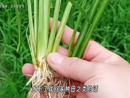 古代不杀牛怎么吃牛肉呢??? #省流侠