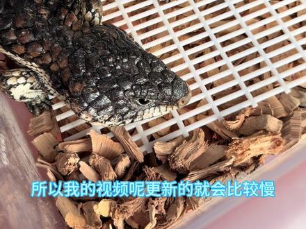 我养的松果蜥成功配对了 #养宠经验分享 #爬宠 #蓝舌石龙子 #松果蜥