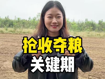 收小麦的注意事项 #小麦 #粮食 #三农 #抖音助农 #大田种植