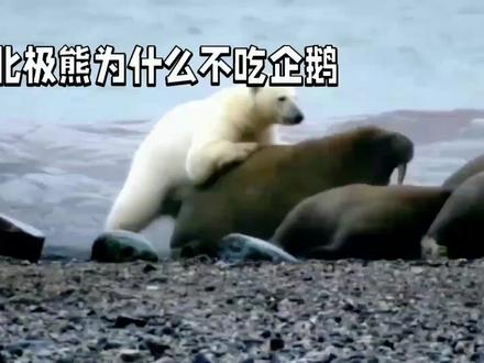 北极熊和企鹅#野生动物零距离 #神奇动物在抖音