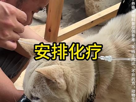 恶心的菜花瘤 这狗 tvt 菜花瘤。恶心的🤢🤢🤢。看我操作它。需要一个月左右时间。#菜花瘤 #狗菜花瘤 #狗tvt #狗是人类最忠诚的朋友 #狗子成精了