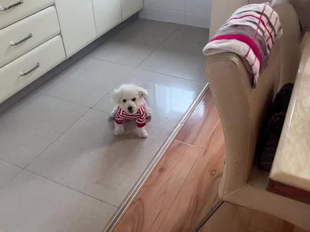 我家狗穿上衣服不敢动了😂你们的狗也这样吗 是不习惯吗 笑死了😂 #家有比熊 #比熊宝宝 #比熊犬 #比熊弟弟 #狗子日常 #我家毛孩 #养狗 #萌宠比熊 #养狗人