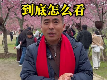 2026年鼋头渚樱花到底应该怎么看?超详细攻略,老屈手把手教您!#导游讲解#旅游#无锡#鼋头渚#樱花