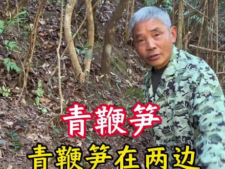 青鞭笋知识 青鞭笋在两边出笋具备条件:跑山竹上山鞭现场分析与实操#三农 #我的乡村生活 #农村生活 #户外 #挖笋