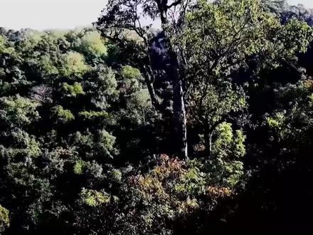 建设新窝,逐渐毛猴化,女子挑战东南亚丛林生存100天EP99