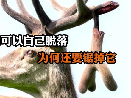 鹿角可以自己脱落,为何还要锯掉?#鹿茸 #奇妙的动物 #梅花鹿养殖 #鹿角