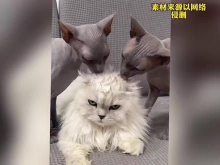 虽说忍一时海阔天空但是越想越气#猫咪 #迷惑行为大赏 #搞笑