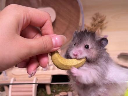 十来块钱!给鼠子买一袋🍌香蕉磨牙棒!一袋7根,单鼠家庭吃得完,多鼠家庭一份也够分~仓鼠牙齿每天都在长,记得让鼠鼠好好磨牙哦#仓鼠#金丝熊#仓鼠磨牙 #新手养鼠#万物可爱计划