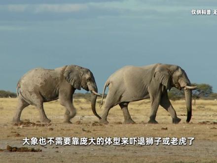 岛屿:最疯狂的怪物工厂,把老鼠变狗,把你变成侏儒 #硬核深度计划 #青年创作者成长计划 #知识前沿派对 #科普 #探索世界