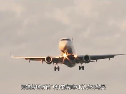 150分贝伤人超过240分贝就能杀人?暗藏杀机的声音还有什么秘密?