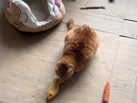 教教大橘认识萝卜,是真教不会#萝卜纸巾猫咪 #动物的迷惑行为 #宠物迷惑行为大赏 #嵄宠猫罐头