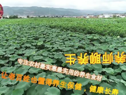 农村的辣椒根不要再扔了,煮水泡脚活血消肿,变废为宝价值高