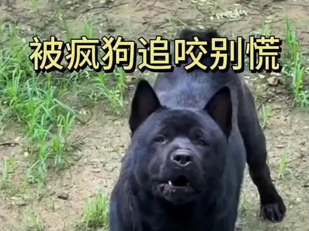 路上被疯狗追咬,记住这三招,两分钟学会,轻松躲避狗狗的追咬#养狗经验分享 #养狗经验 #新手养狗 #被狗追 #狗咬人