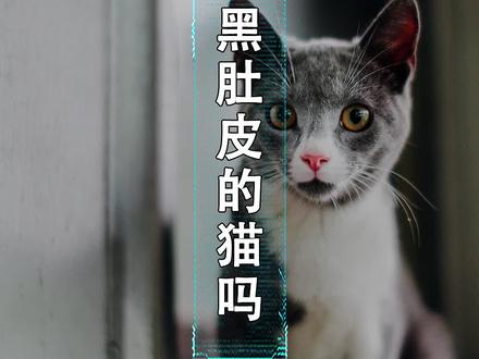 为什么黑白猫都是上黑下白?就不能反过来?#暑假充电计划 @抖音青少年