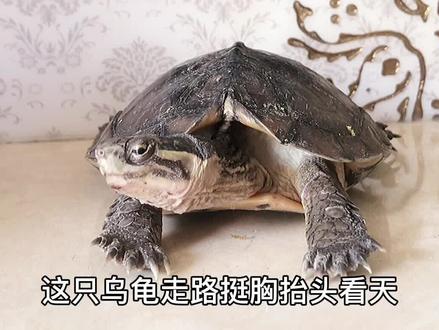 这只龟得了不好的毛病,走路眼睛看天,大摇大摆。#养龟#宠物龟 @DOU+小助手