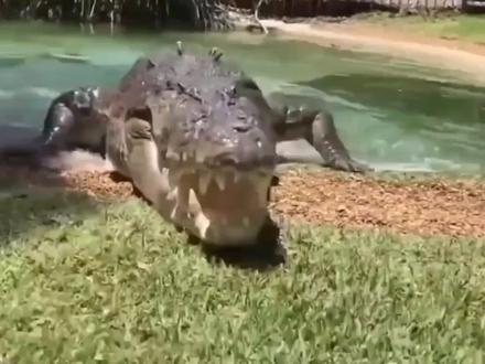 鳄鱼的咬合力有多恐怖?牛骨瞬间成渣,野猪头直接破裂! #鳄鱼 #野猪 #咬合力