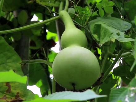 《我要的是葫芦》这个故事告诉我们:事物之间是有联系的,我们要重视事物之间的联系。#二年级上册语文