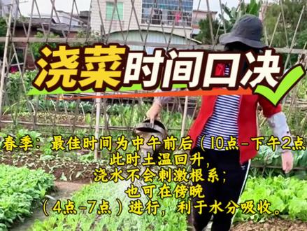蔬菜浇水时间 蔬菜浇水大有讲究,时间一定要选对! #浇水小技巧 #三农 #农业种植#种植的乐趣 #种植